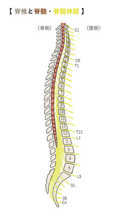 ２．脊椎と脊髄の位置のズレ