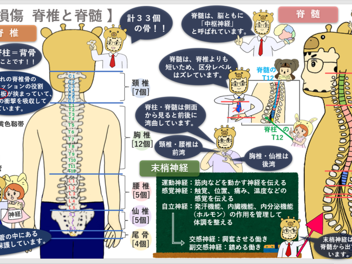 脊髄損傷①（脊椎と脊髄） | 交通事故コラム キリン先生の交通事故講座