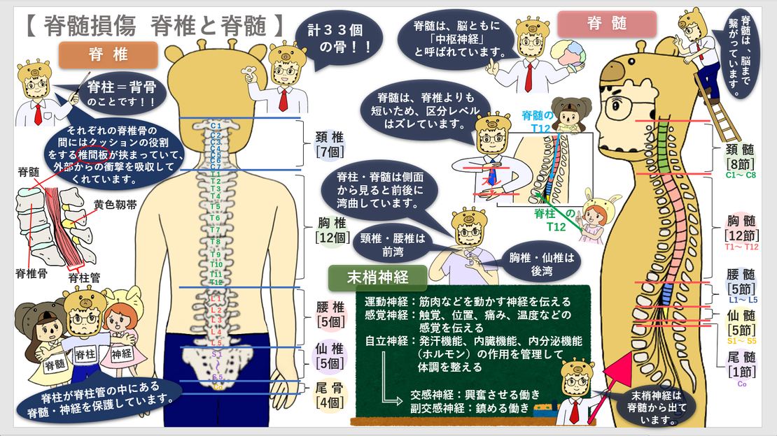 脊髄損傷①（脊椎と脊髄）