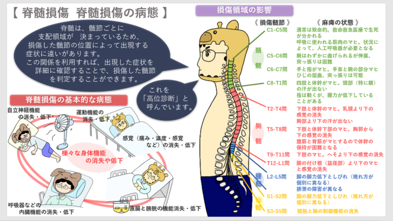 脊髄損傷②（脊髄損傷の病態）