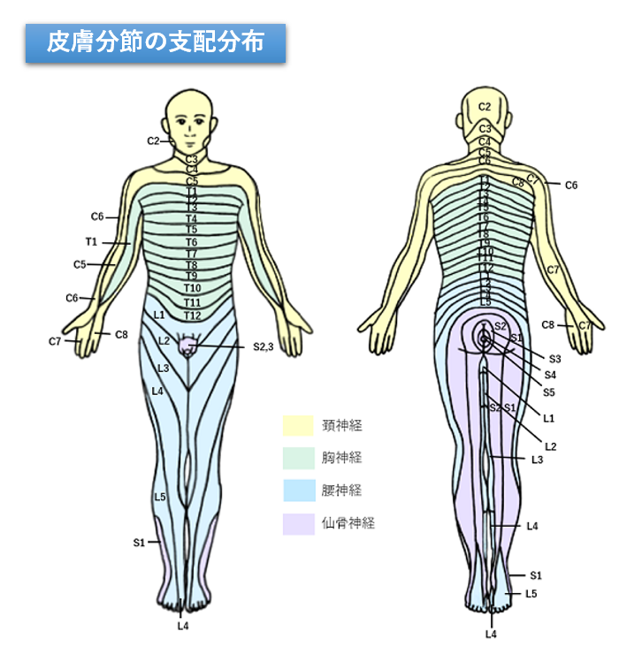 1.頚髄と胸髄・腰髄の損傷の違い